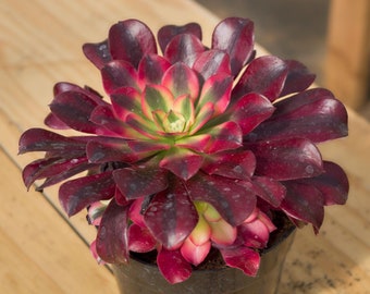 Aeonium Medusa,Succulent Plant,Succulent Gifts