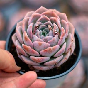 Echeveria Amazing Grace,Succulent Plant,Succulent Gifts