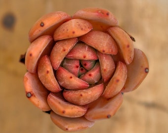 May include: A close-up of a succulent plant with fleshy, orange-red leaves arranged in a rosette shape.