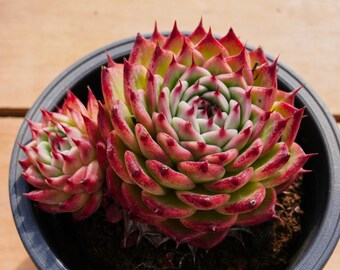 エケベリア トスカネッリ錦　超レア エケベリア トスカネリ、多肉植物、多肉植物ギフト - Etsy 日本
