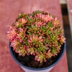 Aeonium Loartei Variegated,Succulent Plant,Succulent Gifts