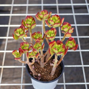 Sedum Dendroideum, Plante succulente, Cadeaux succulents