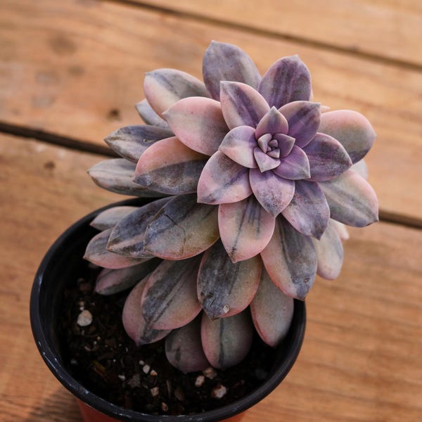 Graptopetalum Superbum Variegated,Succulent Plant,Succulent Gifts