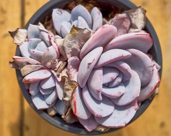 Echeveria Prolifica,Succulent Plant,Succulent Gifts