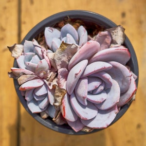 Echeveria Prolifica,Succulent Plant,Succulent Gifts