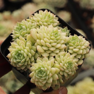 Echeveria Mini,Succulent Plant,Succulent Gifts