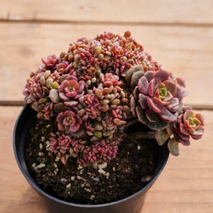 Echeveria Zester Crested,Succulent Plant,Succulent Gifts