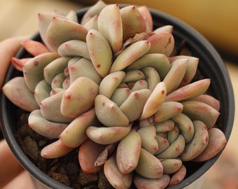 Echeveria Ariel-succulent - Etsy