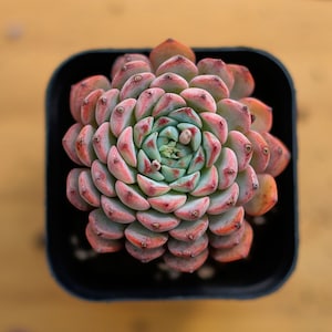 Echeveria Blue Minima,Succulent Plant,Succulent Gifts
