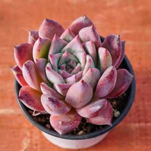 Echeveria Colorata Brandtii, planta suculenta, presentes suculentos