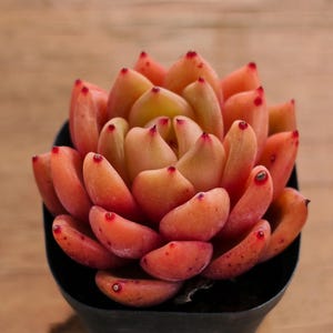 Echeveria Encore,Succulent Plant,Succulent Gifts