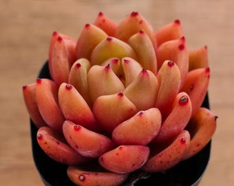May include: A close-up of a succulent plant with fleshy, orange-red leaves arranged in a rosette shape. The plant is potted in a black plastic pot.