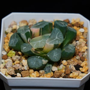 Haworthia Maughanii Fuji Variegated, Roślina sukulentna, Prezenty sukulentowe