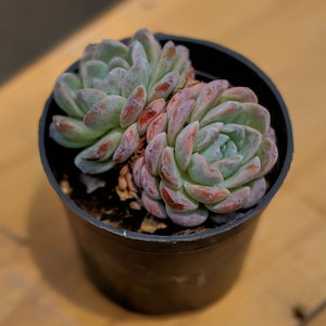 Echeveria Blood Swallow,Succulent Plant,Succulent Gifts