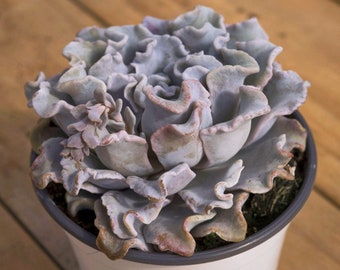 Echeveria 'Crispate Beauty',Succulent Plant,Succulent Gifts