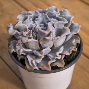 Echeveria &#39;Crispate Beauty&#39;,Succulent Plant,Succulent Gifts