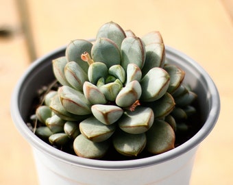 グラプトベリア アバンギャルド  多肉植物 グラプトベリア アバンギャルド 多肉植物 - Etsy 日本