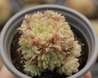 生きた多肉植物 - 珍しい多肉植物 - ダドリア グリネイ ホワイト