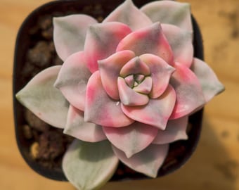 Graptopetalum Purple Delight Variegated, Planta suculenta, Regalos suculentos