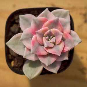 Graptopetalum Purple Delight Variegated,Succulent Plant,Succulent Gifts