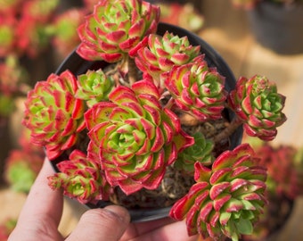 Sedeveria Letizia,Succulent Plant,Succulent Gifts