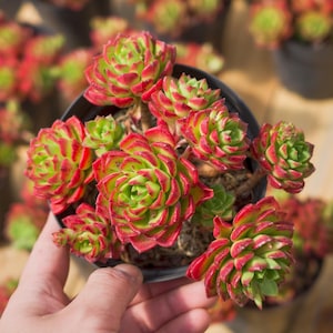 Sedeveria Letizia, Plante succulente, Cadeaux succulentes