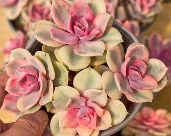 Echeveria Rainbow, Planta Suculenta, Regalos Suculentos