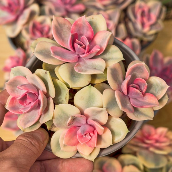 Echeveria Rainbow, Plante succulente, Cadeaux succulents