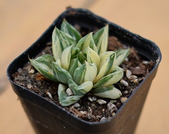 Haworthia Cymbiformis Variegated,Succulent Plant,Succulent Gifts