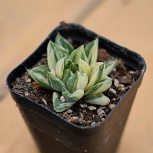 Haworthia Cymbiformis Variegated,Succulent Plant,Succulent Gifts