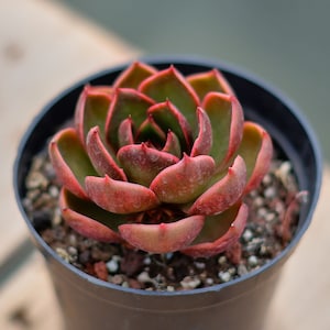 Echeveria Red Light,Succulent Plant,Succulent Gifts