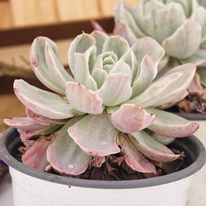May include: Close-up of a succulent plant in a white pot. The plant features pale green leaves with pink edges. The pot is set against a blurred wooden background, showcasing the plant's intricate details and natural beauty.