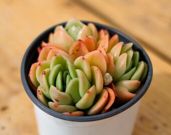 グラプトベリア アバンギャルド 多肉植物 - Etsy 日本