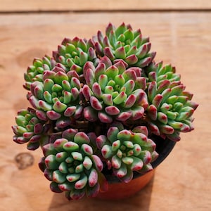 Echeveria Blue Apple,Succulent Plant,Succulent Gifts