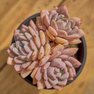 Echeveria Monroe Lauii,Succulent Plant,Succulent Gifts