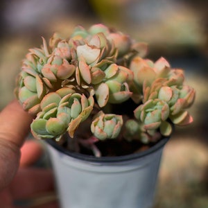 Echeveria Peach Pride Crested,Succulent Plant,Succulent Gifts