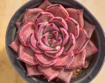 Echeveria Romeo Rubin,Succulent Plant,Succulent Gifts