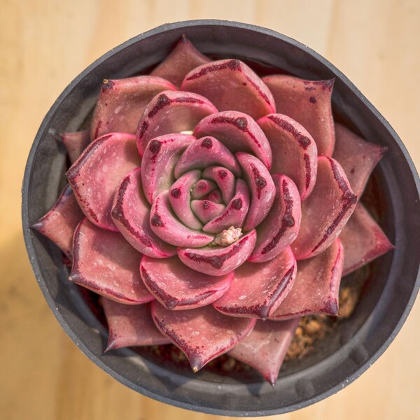 Echeveria Romeo Rubin,Succulent Plant,Succulent Gifts