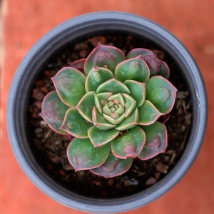 Echeveria Longissima Round Leaf,Succulent Plant,Succulent Gifts