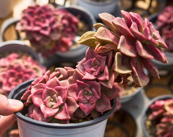 Echeveria Foie Gras, Planta Suculenta, Regalos Suculentos