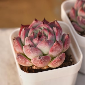 May include: Close-up of a succulent plant in a white square pot. The succulent has red-tipped leaves with a dusty, light green center. The pot is filled with dark soil. Another succulent in a similar pot is visible in the background.