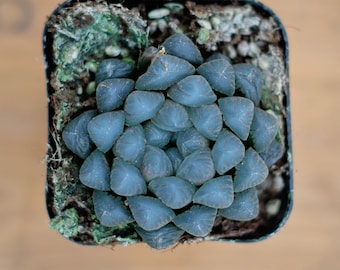 Haworthia Cooperi Ice Lantern,Succulent Plant,Succulent Gifts