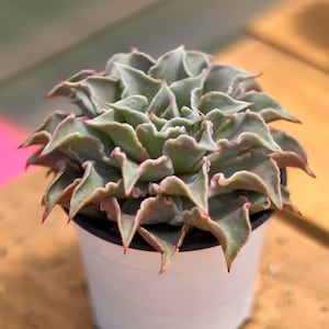 Echeveria Madiba,Succulent Plant,Succulent Gifts