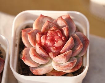 May include: A close-up of a succulent plant in a white square pot. The succulent has tightly packed, fleshy leaves in shades of pink and red, with a darker red center. The pot is filled with dark soil.