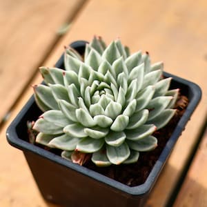Echeveria Butterfly Variegated,Succulent Plant,Succulent Gifts