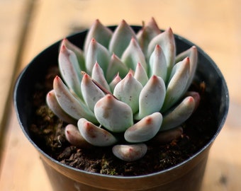 エケベリア ウェディング リング、多肉植物、多肉植物ギフト - Etsy 日本