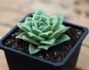 エケベリア グリーンローズ 多肉植物 - Etsy 日本