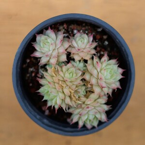 Echeveria Maimang, planta suculenta, presentes suculentos