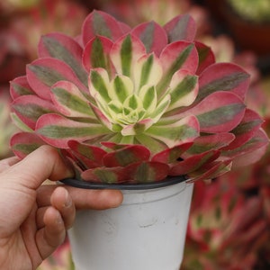 Aeonium Pink Witch(Single Head),Succulent Plant,Succulent Gifts