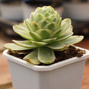 Echeveria Liuli,Succulent Plant,Succulent Gifts